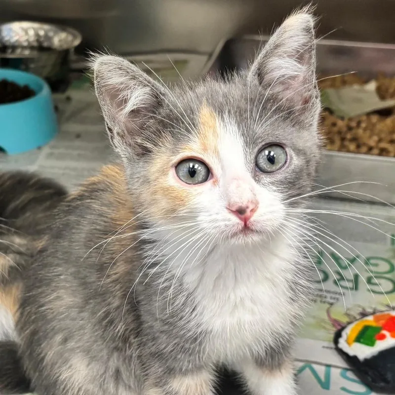A baby small-sized female Calico Domestic Short Hair cat named Mickey for adoption in Corpus Christi, TX