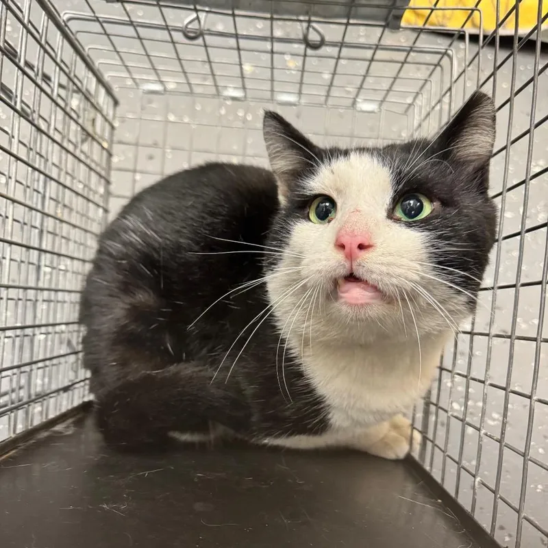 An adult large-sized male Black Domestic Short Hair cat named Feral Myers for adoption in Columbiana, AL