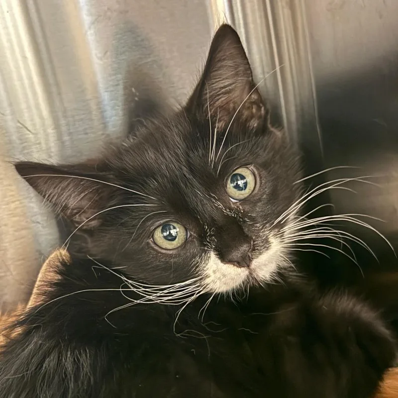 A baby small-sized female Black Domestic Medium Hair cat named Sparrow for adoption in Sonoma, CA