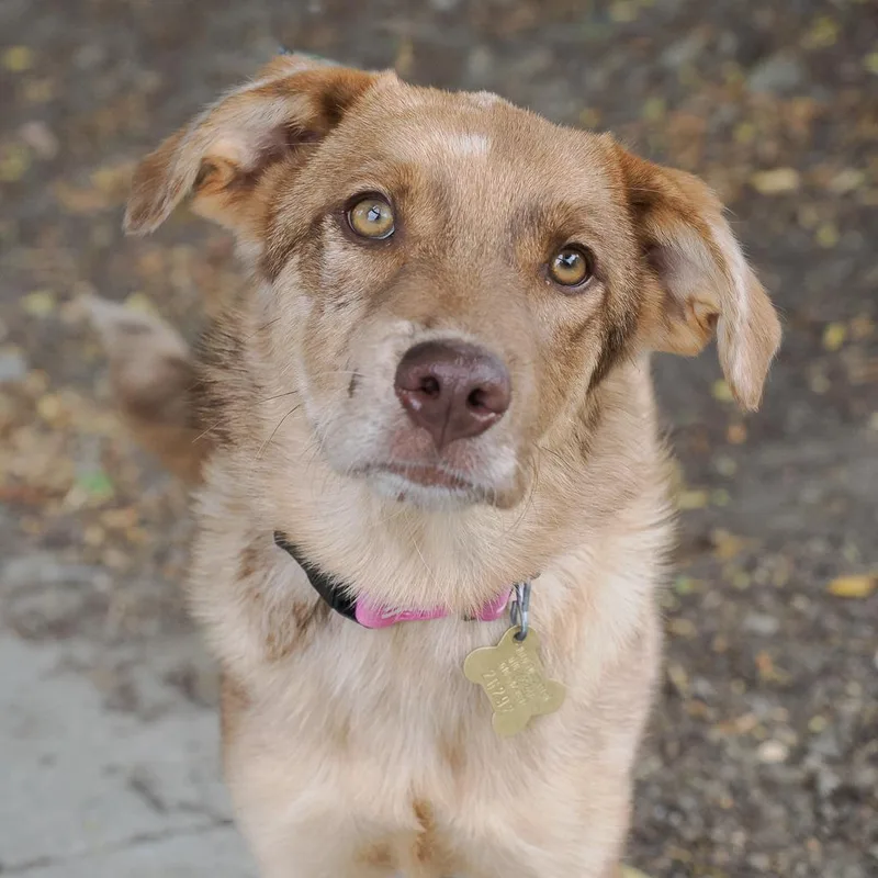 A baby medium-sized female Brown / Chocolate Retriever dog named Lyrids for adoption in Point Richmond, CA
