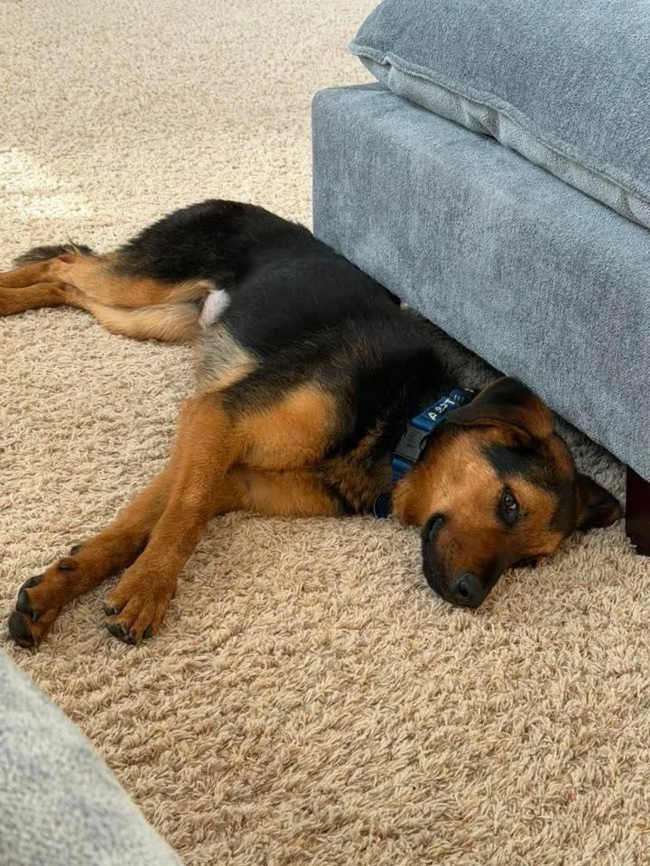 A young large-sized female Bicolor Hound dog named Myrtle for adoption in Indianapolis, IN