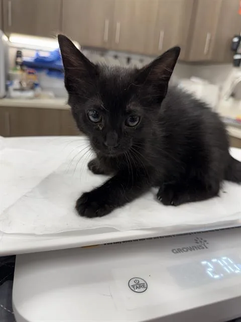 Otis