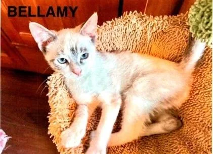 Bellamy