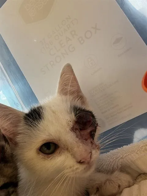 A baby small-sized female Domestic Short Hair cat named Kira for adoption in Fort Lauderdale, FL