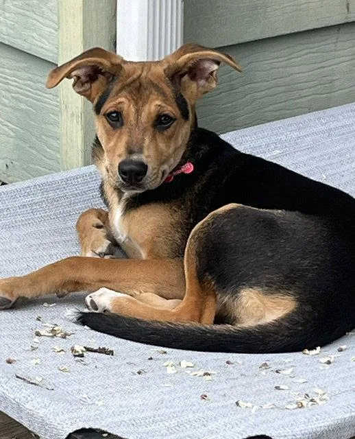 Roux thumbnail 3