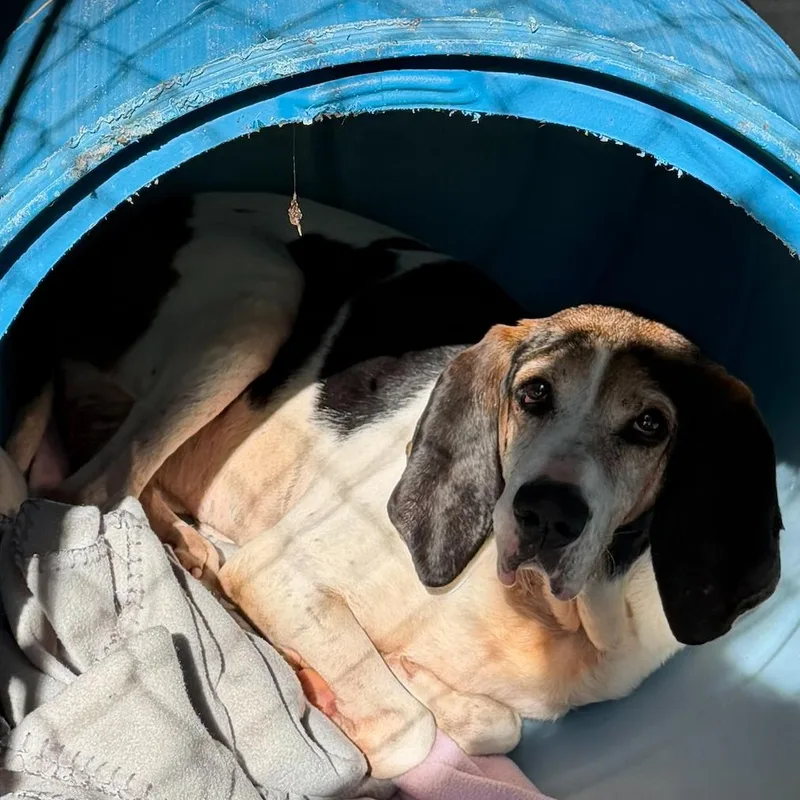 A senior large-sized male Coonhound dog named Duke for adoption in Elizabethtown, NC