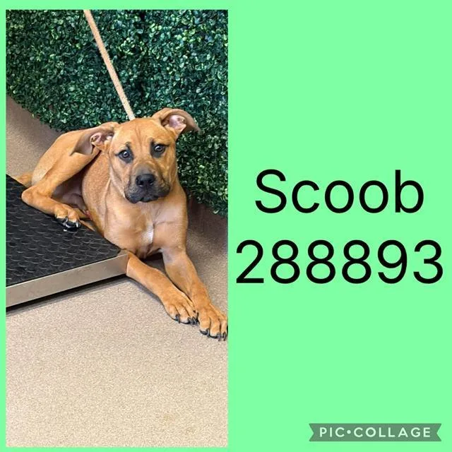 A young medium-sized male Mixed Breed dog named Scoob for adoption in Macon, GA