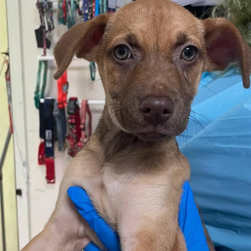 A young small-sized female Brown / Chocolate Mixed Breed dog named Potato P for adoption in Edinburg, TX