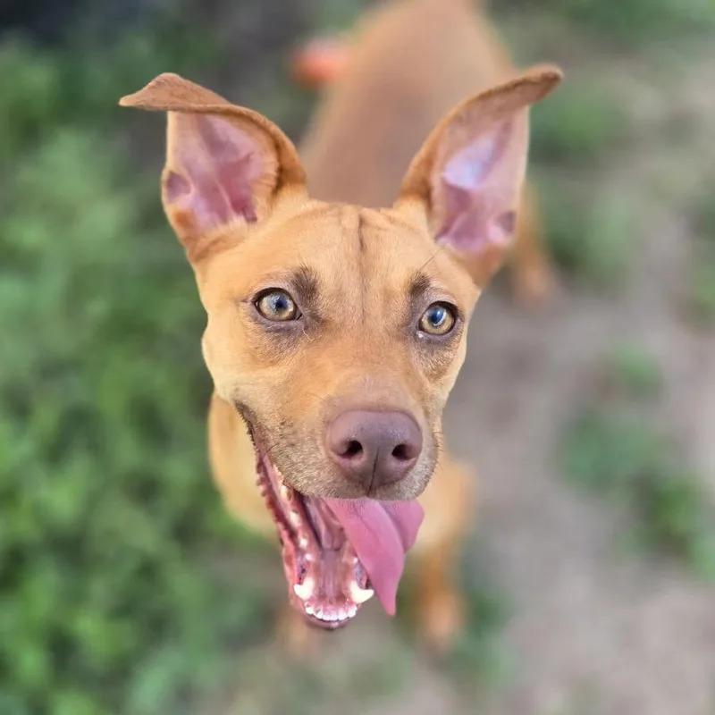 Potato P thumbnail 3