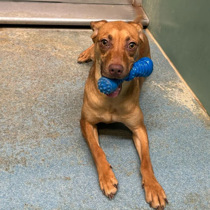 Potato P thumbnail 6