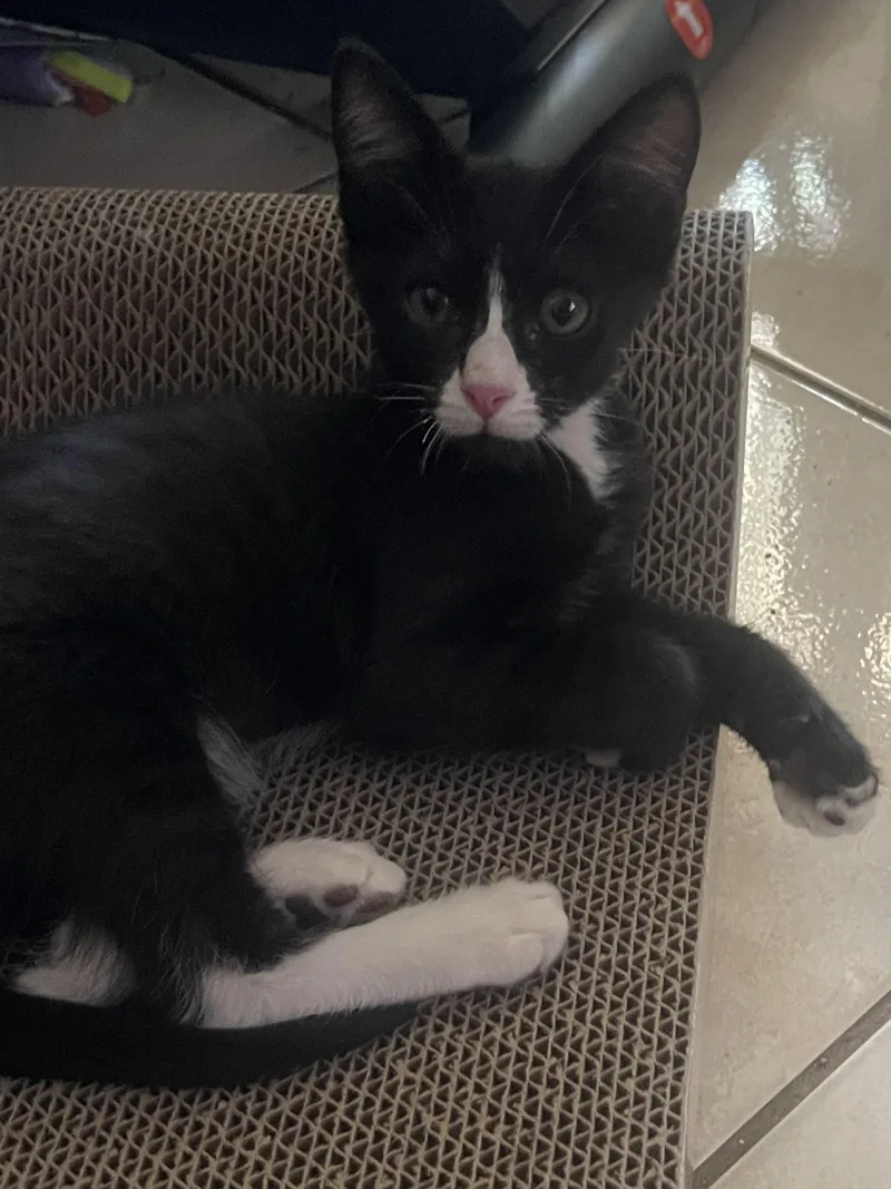A baby small-sized male Domestic Short Hair cat named Spade for adoption in South Pasadena, CA