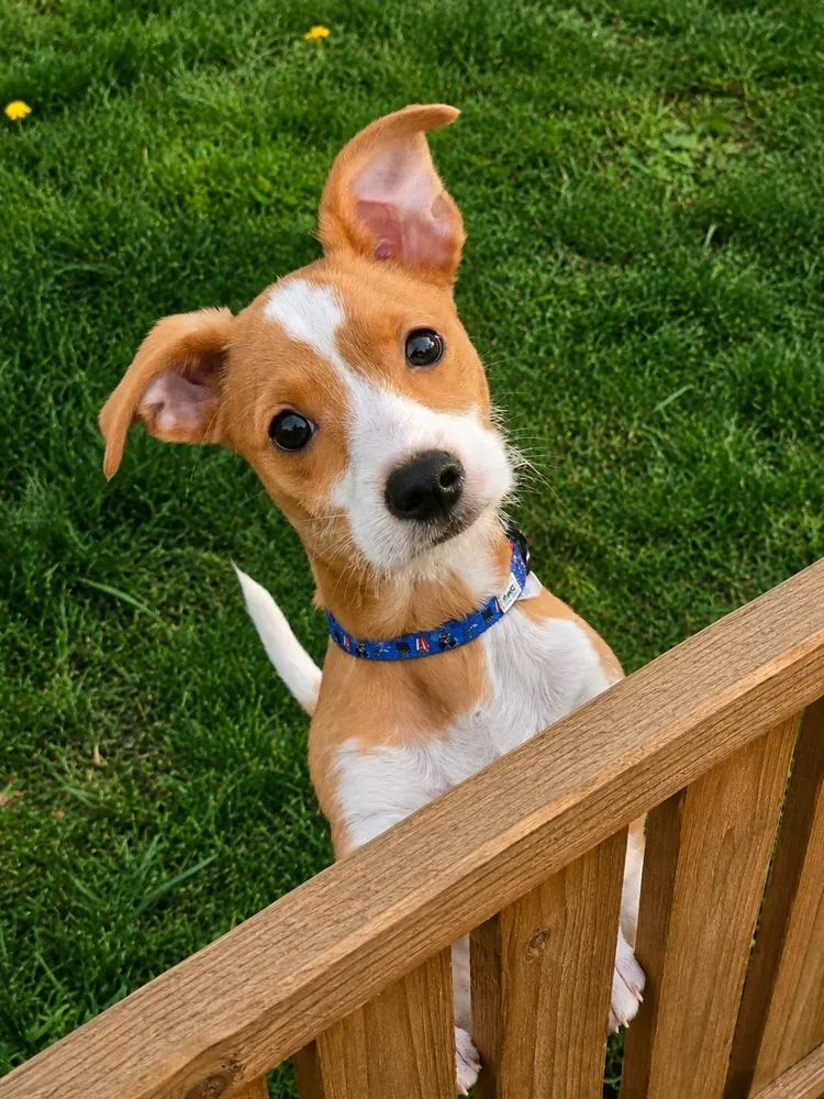 A baby small-sized male White / Cream Chihuahua dog named Reginald for adoption in Plymouth, MI