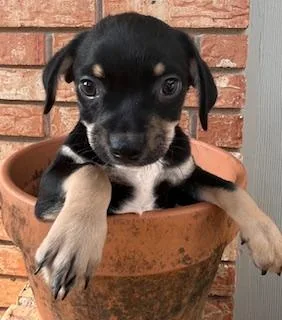 A baby small-sized male Tricolor (Brown, Black, & White) Chihuahua dog named Rambo for adoption in fort worth, TX