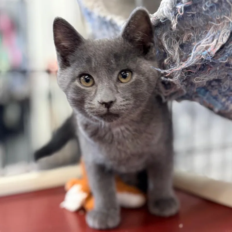 A young medium-sized male Gray / Blue / Silver Domestic Short Hair cat named Ringo for adoption in Blackfoot, ID