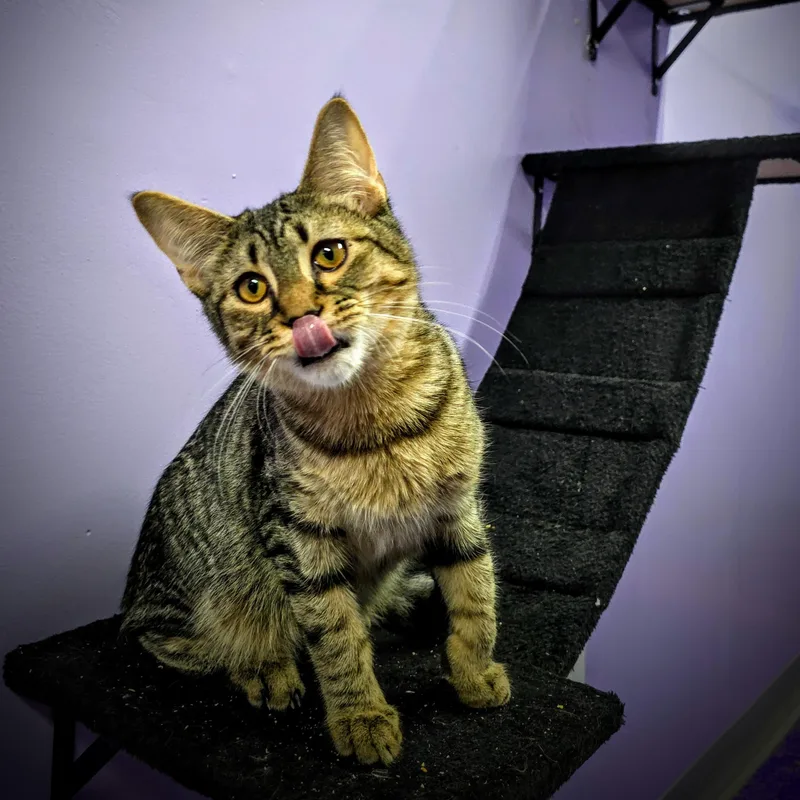 A young medium-sized male Tabby (Brown / Chocolate) Tabby cat named Bart for adoption in Greensburg, PA