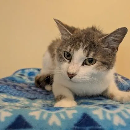 An adult medium-sized female Calico Domestic Short Hair cat named Hawaii for adoption in Rochester, MN