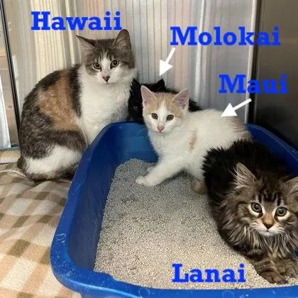 Hawaii thumbnail 2
