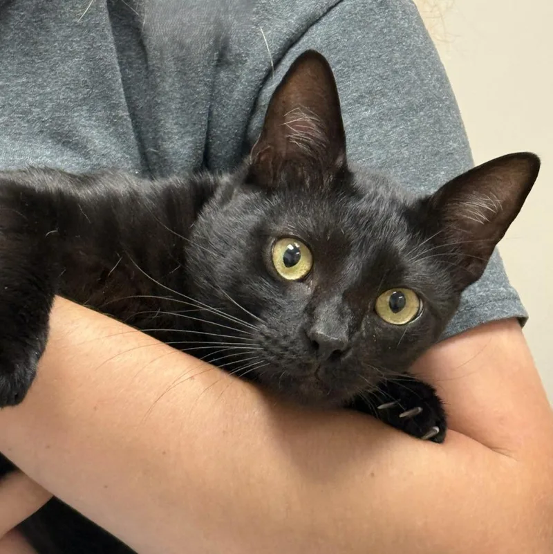 A young medium-sized male Domestic Short Hair cat named Vader for adoption in Brenham, TX