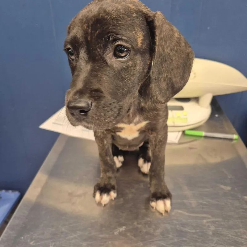 A baby small-sized female Mixed Breed dog named Sally for adoption in Oak Hill, WV