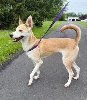 An adult medium-sized female Carolina Dog dog named Maisy for adoption in Chalfont, PA