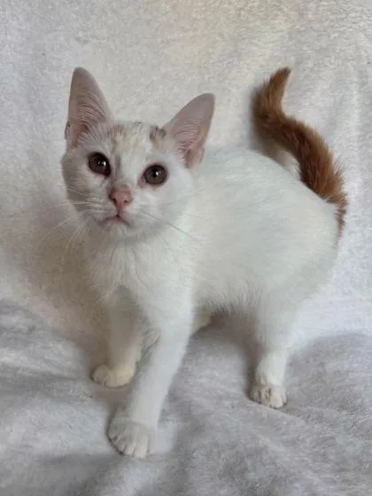 A baby small-sized male Domestic Short Hair cat named Weasel for adoption in Wilkesboro, NC