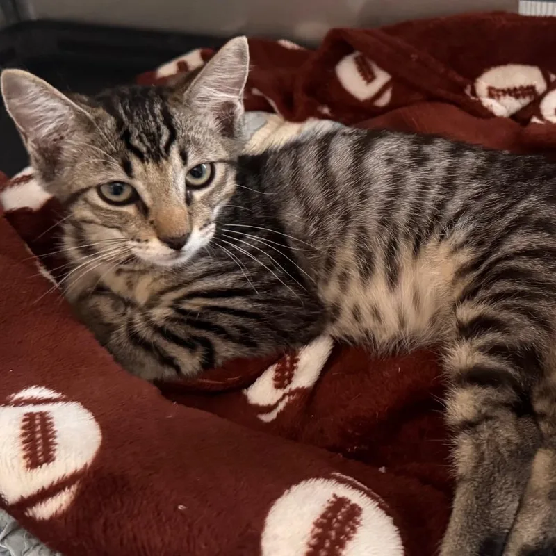 A baby small-sized female Brown / Chocolate Domestic Short Hair cat named Gwen for adoption in TITUSVILLE, FL