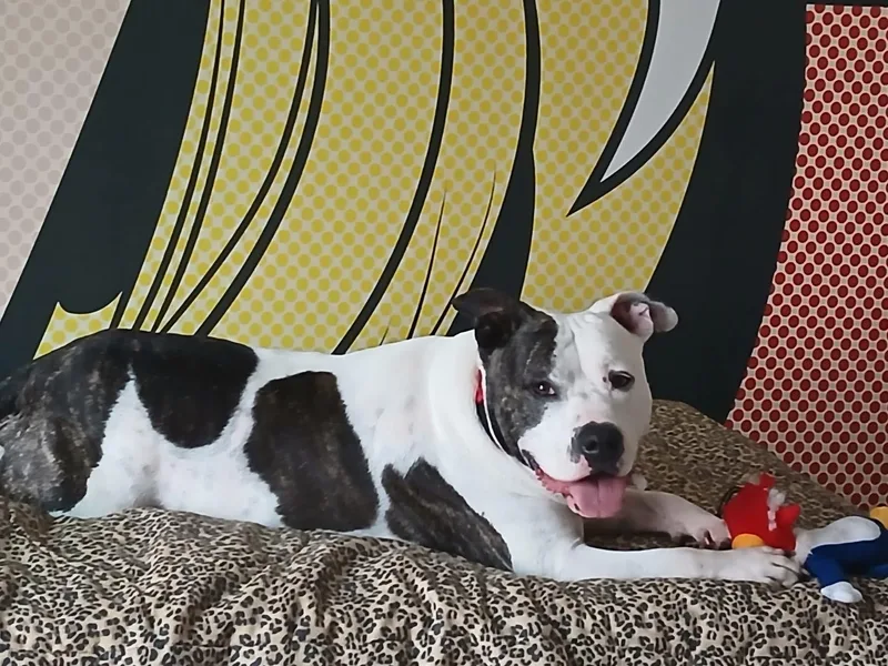 An adult medium-sized female American Staffordshire Terrier dog named Tonya for adoption in San Antonio, TX