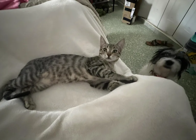 A baby small-sized female Tabby cat named Nala for adoption in Rincon, PR