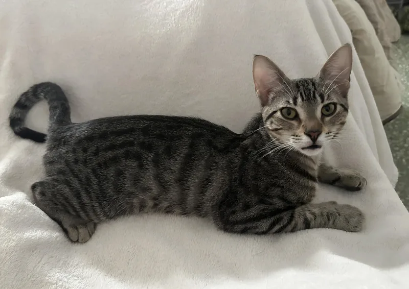 Nala thumbnail 2