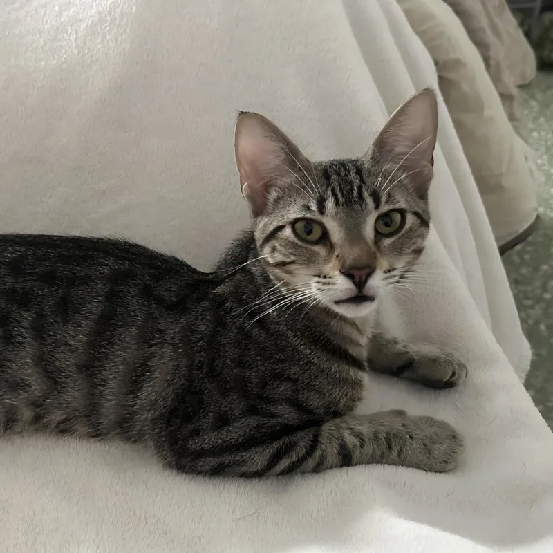 Nala thumbnail 3