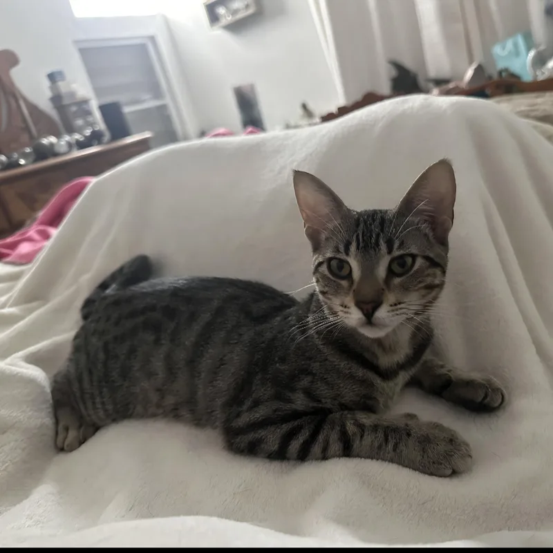 Nala thumbnail 5