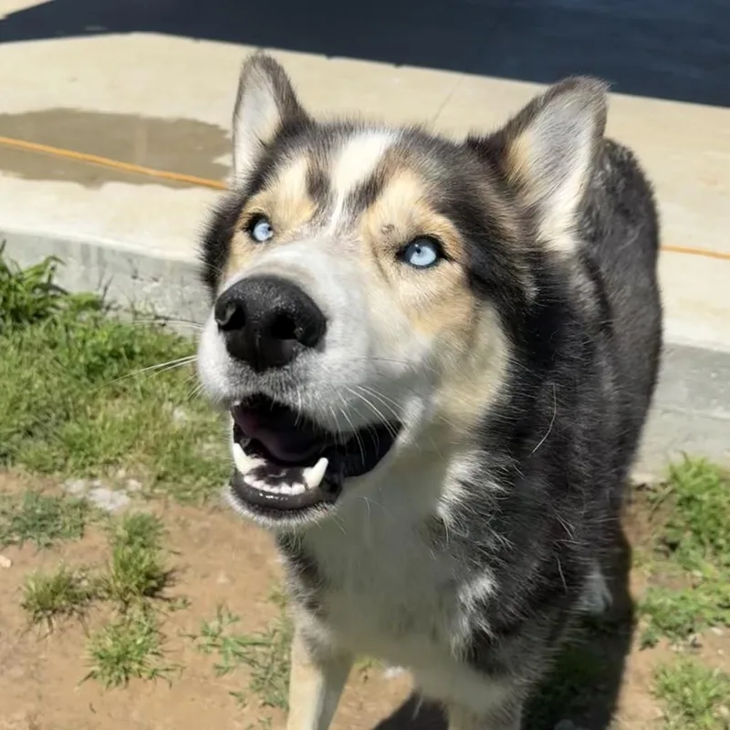 Garfunkel thumbnail 2