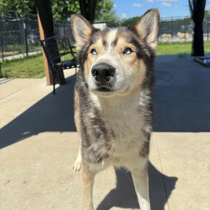 Garfunkel thumbnail 3