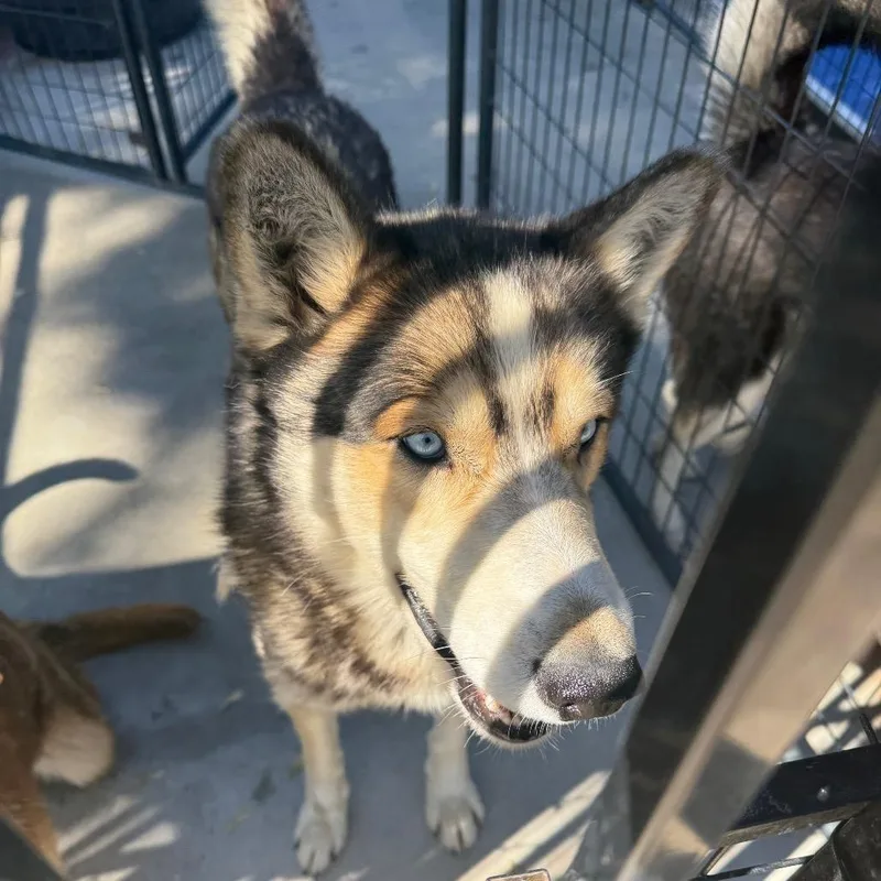 Garfunkel thumbnail 4