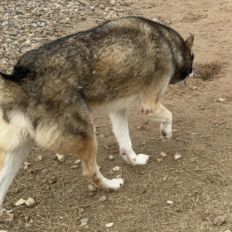 Garfunkel thumbnail 6