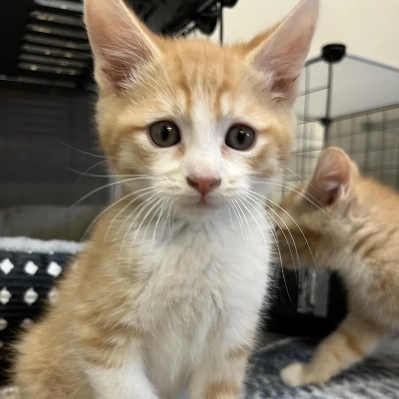 A baby small-sized male Orange / Red Domestic Short Hair cat named Paul Simon for adoption in Baker City, OR