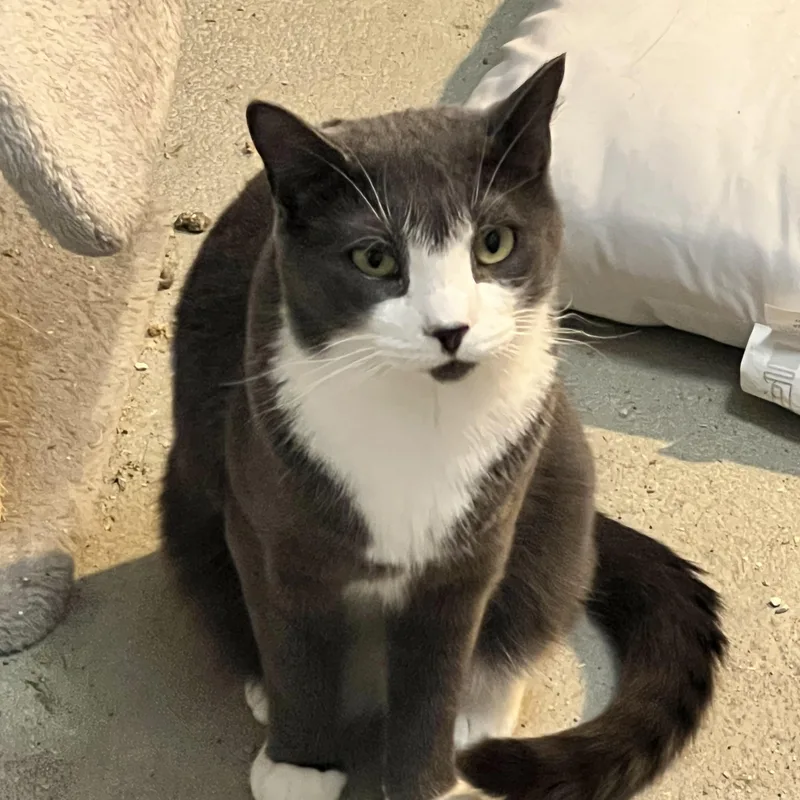 The Duke thumbnail 2