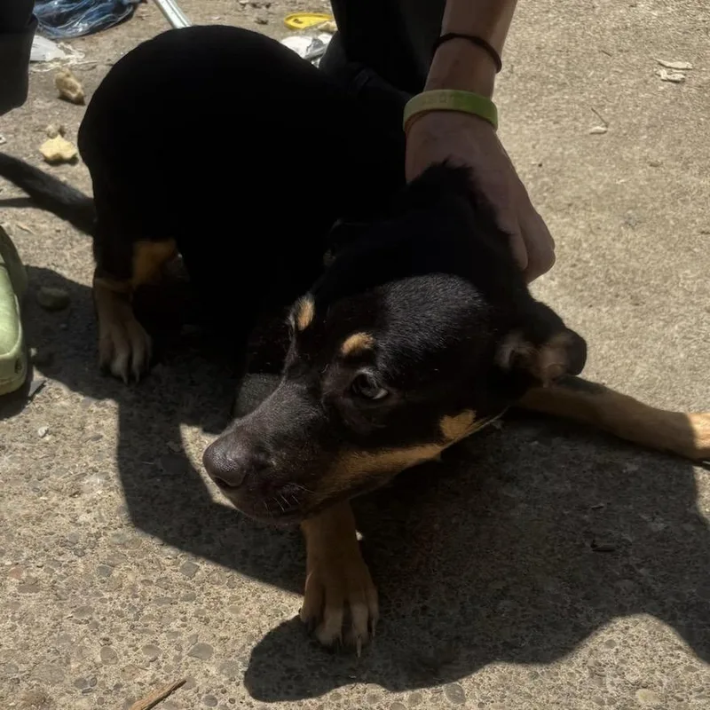 A young small-sized female Black Mixed Breed dog named SweetTart for adoption in Springboro, OH