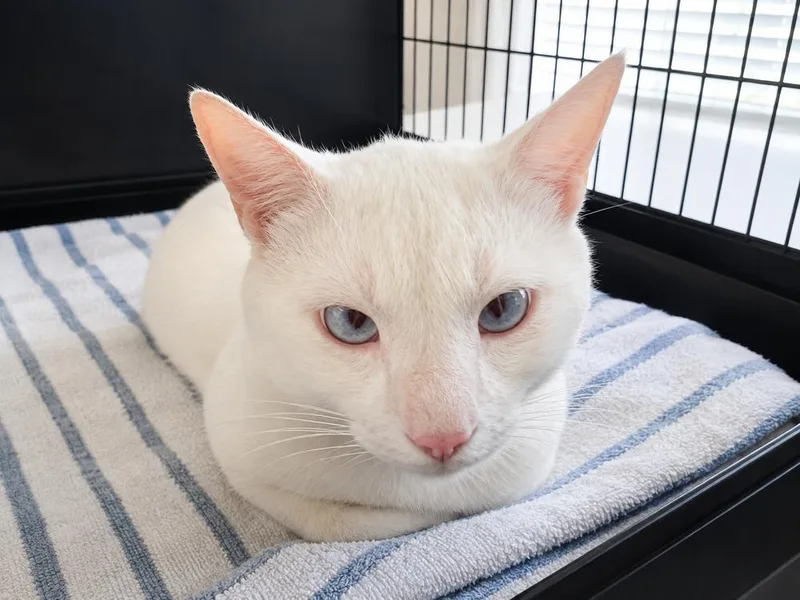 Al