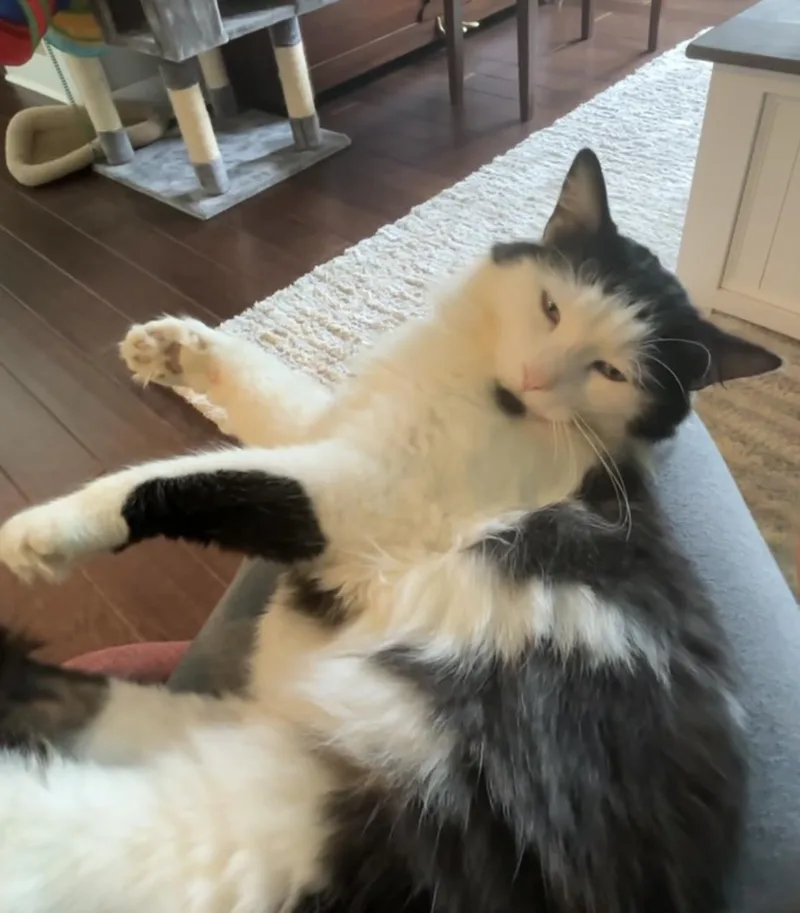 Ringo
