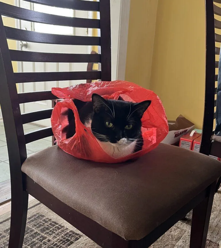 Splinter thumbnail 2