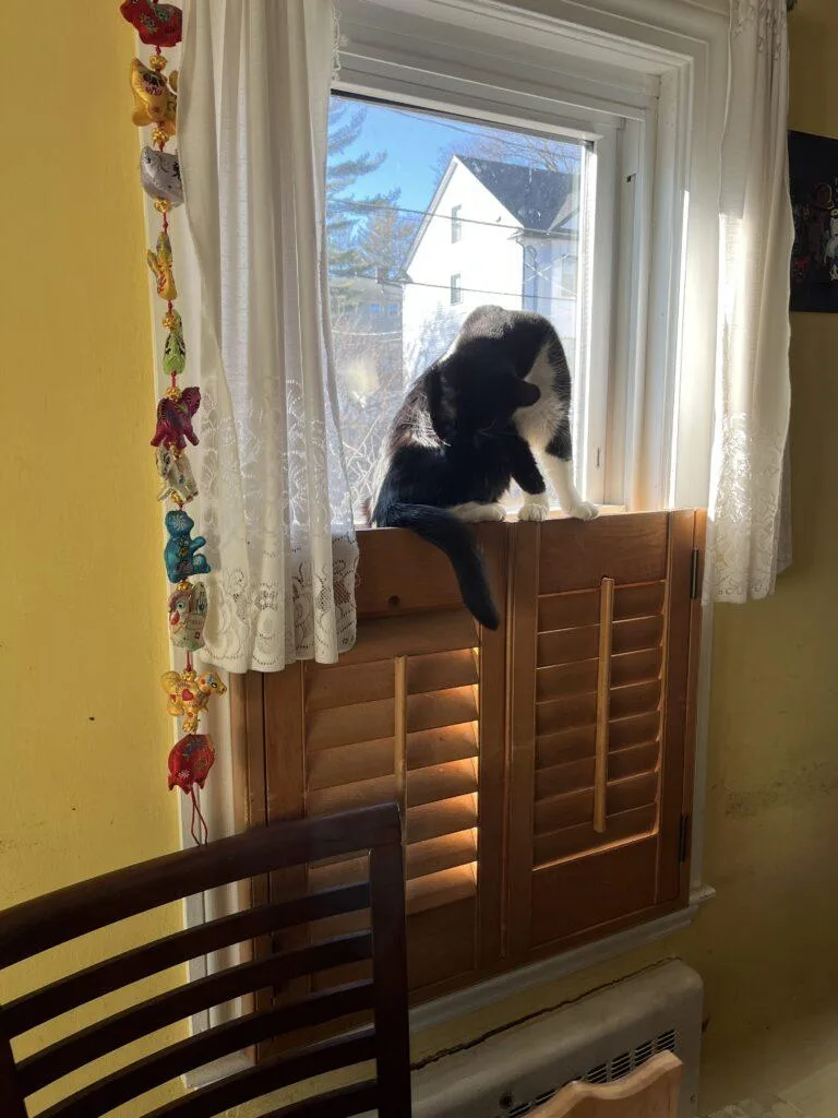 Splinter thumbnail 3