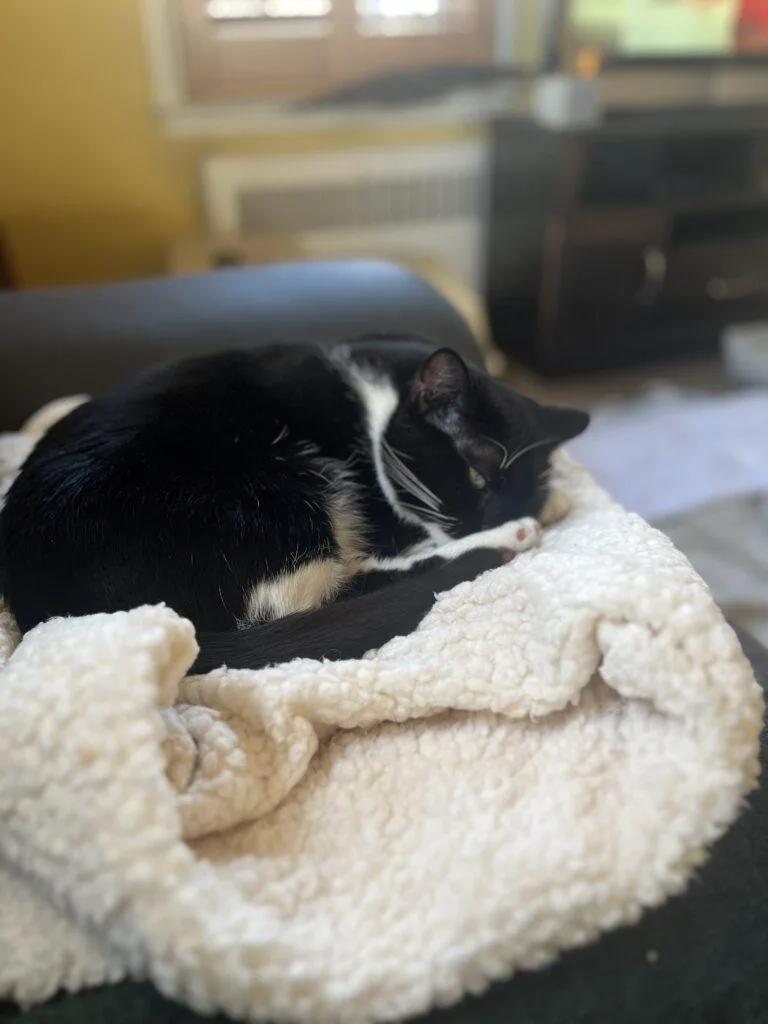 Splinter thumbnail 4