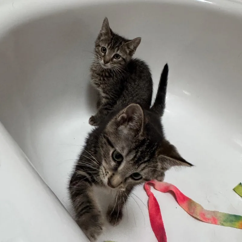 A baby small-sized female Gray / Blue / Silver Domestic Short Hair cat named Litten for adoption in Gibsonia, PA