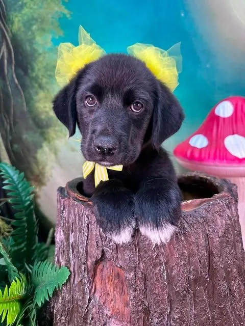 A baby large-sized female Black Great Pyrenees dog named Wren for adoption in Winchester, KY
