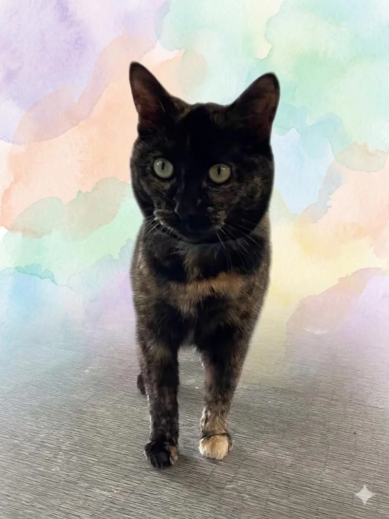 Midnight thumbnail 2