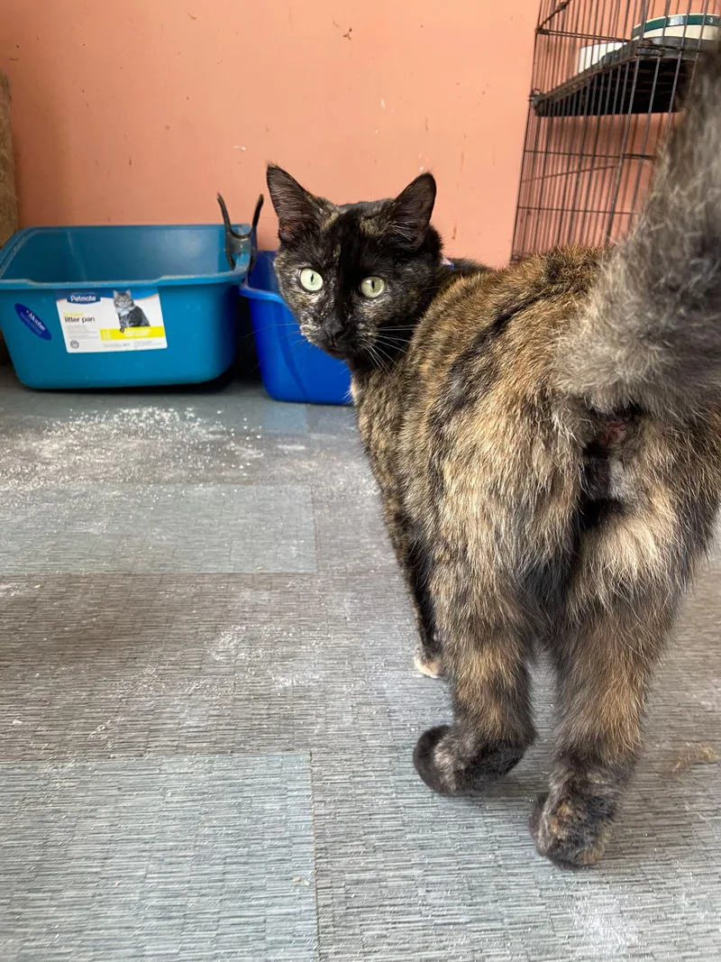 Midnight thumbnail 3