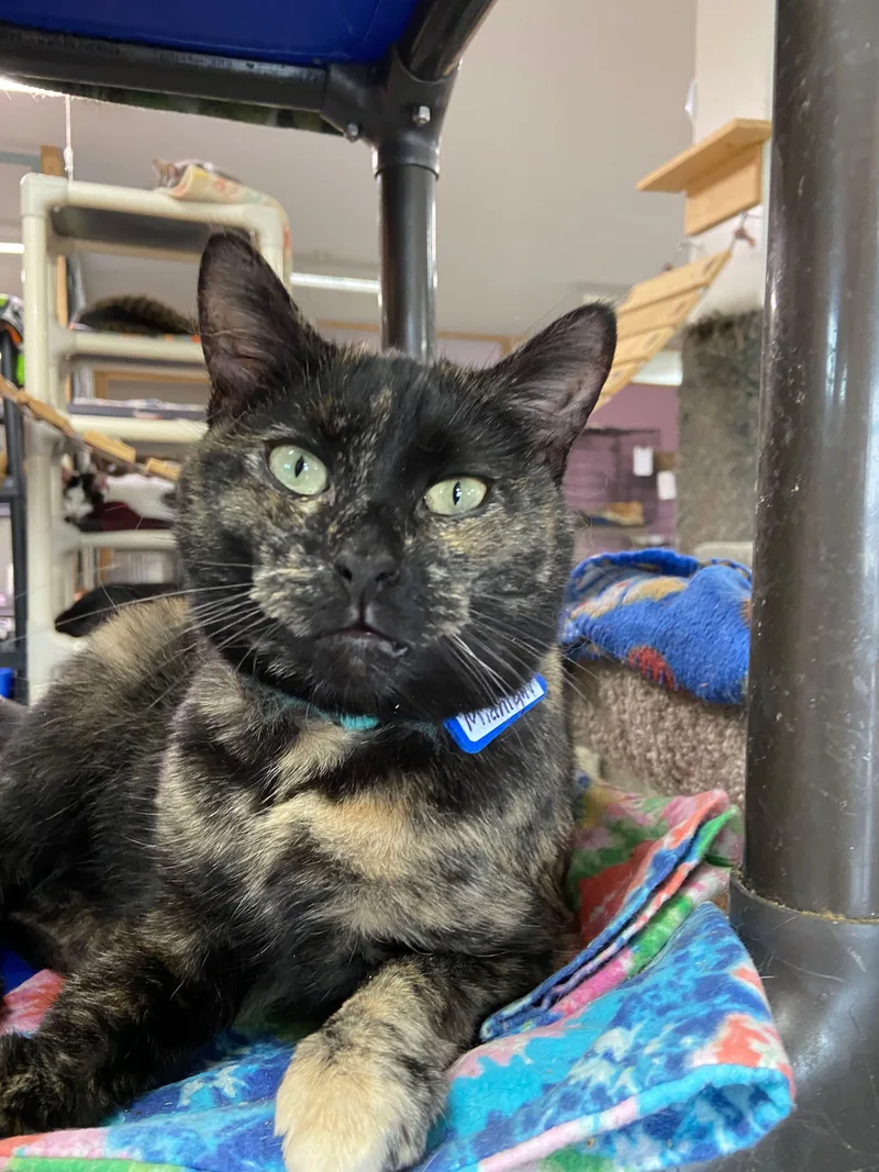 Midnight thumbnail 4