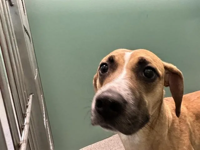 A young medium-sized female Pit Bull Terrier dog named Ruby for adoption in Kalamazoo, MI