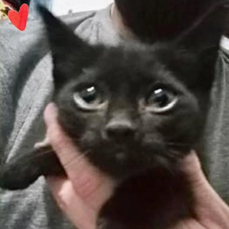 A young small-sized male Black Domestic Short Hair cat named Jet for adoption in Los Angeles, CA
